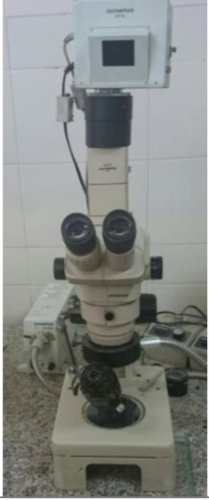 Stereomicroscope