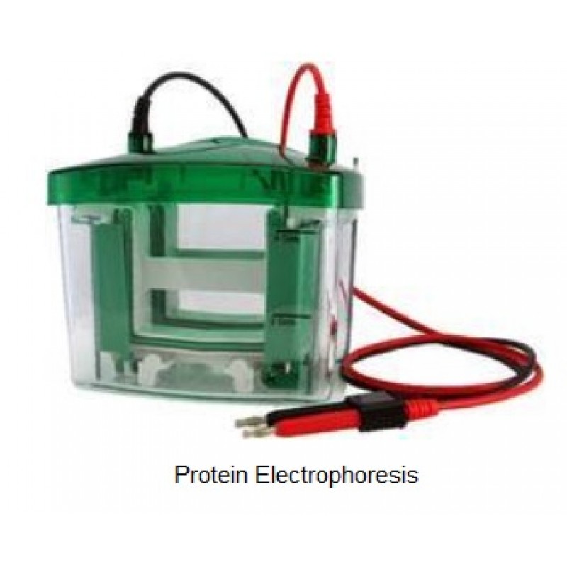 Protein electrophoresis